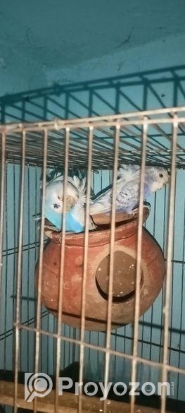 জাপানি বাজিগর