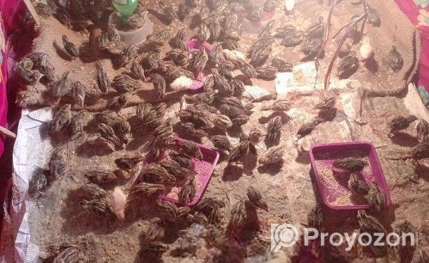 কোয়েল পাখি