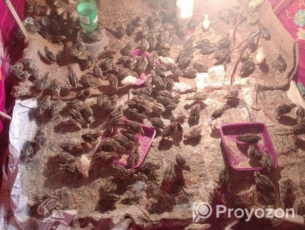 কোয়েল পাখি