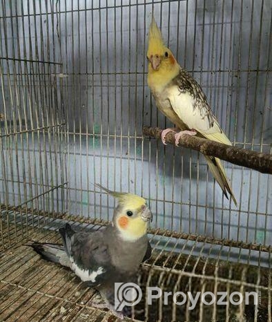 ঝড়না & গ্রে ককাটেইল