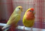 Love bird