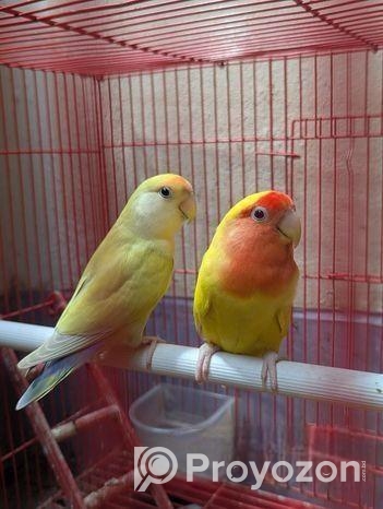 Love bird