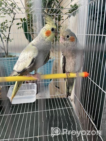 কোকাটেল পাখি