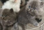 Persian Cat