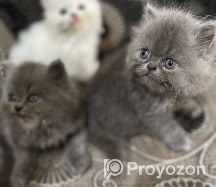 Persian Cat
