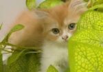 Pure Persian Cats & Kittens For Sale – Urgent