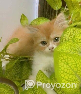 Pure Persian Cats & Kittens For Sale – Urgent