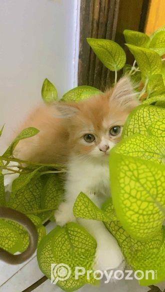 Pure Persian Cats & Kittens For Sale – Urgent