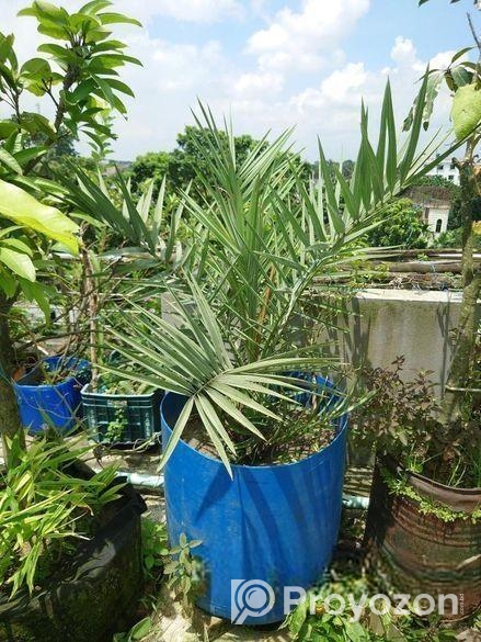 সৌদি খেজুর গাছ বিক্রি করব,