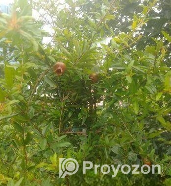 ফলওায়ালা ডালিম গাছ বিক্রি