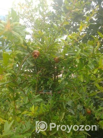 ফলওায়ালা ডালিম গাছ বিক্রি