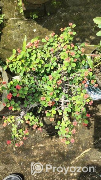 কাটামুকুট গাছ