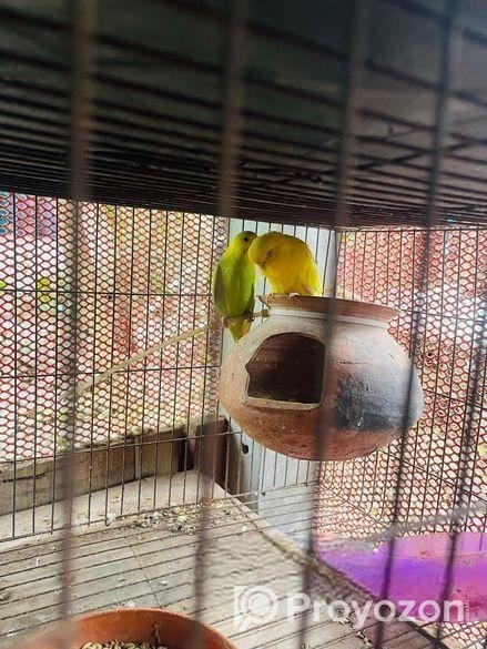 Bajrika Pakhi Sell Hobe