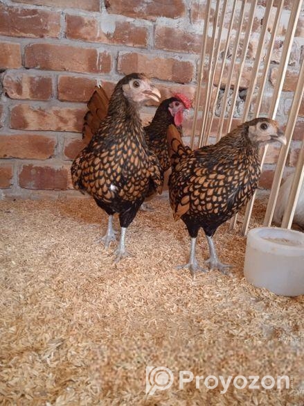 রানিং ৩ পিস গোল্ডেন সেফরাইট মুরগী বিক্রি করা হবে