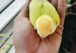 লাভ বার্ড এর টেম সাইজ বাচ্চা বিক্রি হবে।