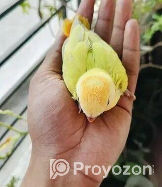 লাভ বার্ড এর টেম সাইজ বাচ্চা বিক্রি হবে।