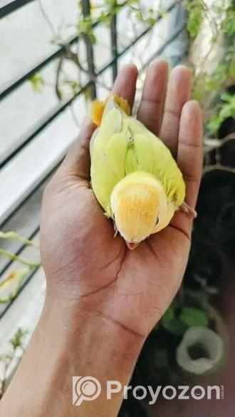 লাভ বার্ড এর টেম সাইজ বাচ্চা বিক্রি হবে।