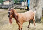 ২ টি পাঠি ছাগল