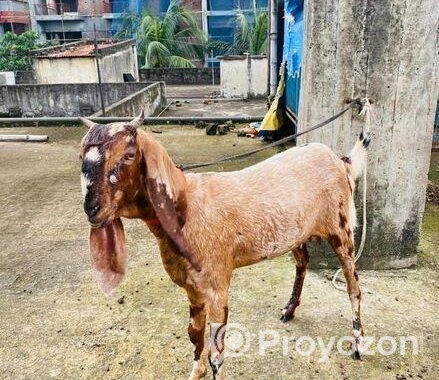 ২ টি পাঠি ছাগল