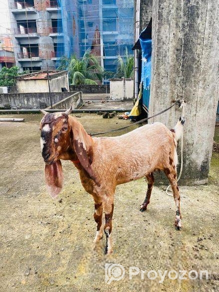 ২ টি পাঠি ছাগল