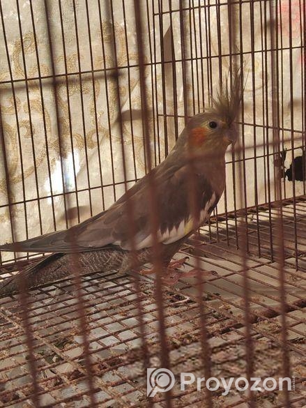 রানিং পেয়ার এটি গ্রে কোকাটেল