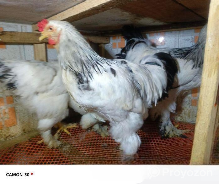 শে রুমা ১জুরা রানিং ডিম পারতাছে