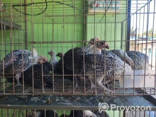 ফাওমি জাতের মুরগী বিক্রি করা হয়