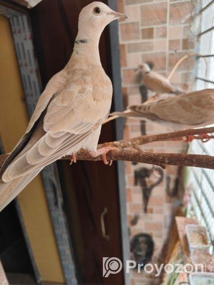 এক জোড়া অস্ট্রেলিয়ান ঘুঘু