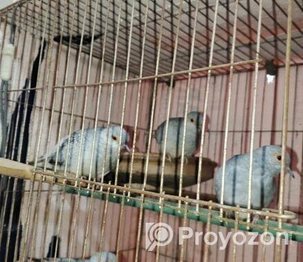 ডায়মন্ড ডাভ