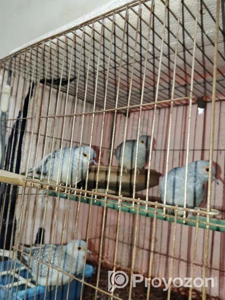 ডায়মন্ড ডাভ