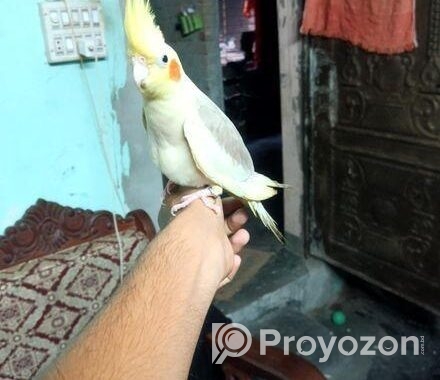কোকাটেল পাখি