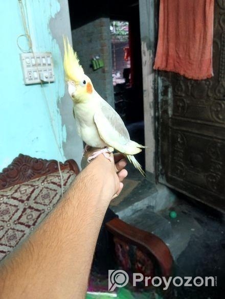 কোকাটেল পাখি