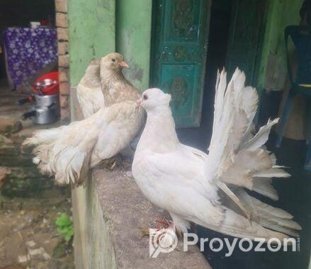ময়ুড়ি কবুতর