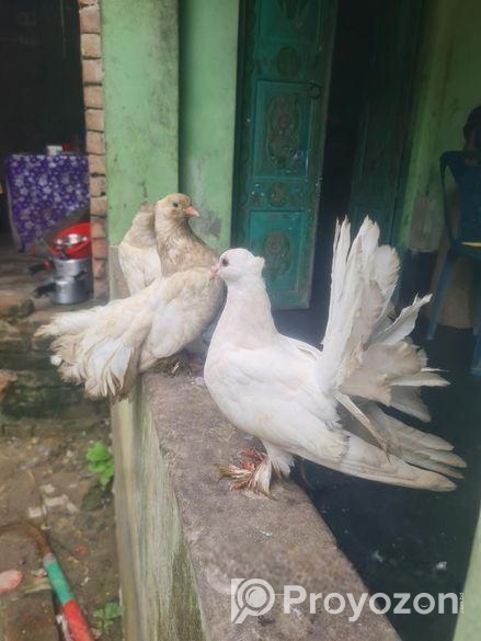 ময়ুড়ি কবুতর