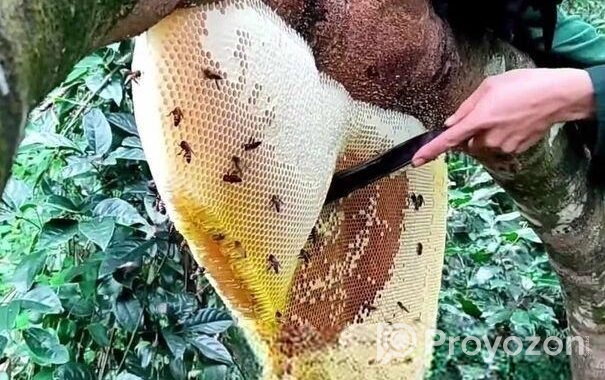 সুন্দরবনের খাঁটি মধু