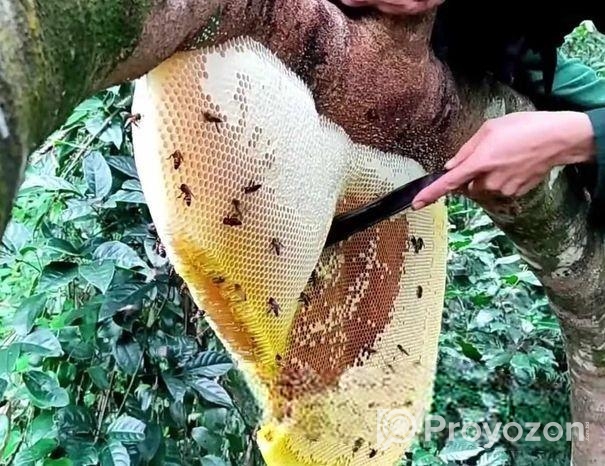 সুন্দরবনের খাঁটি মধু