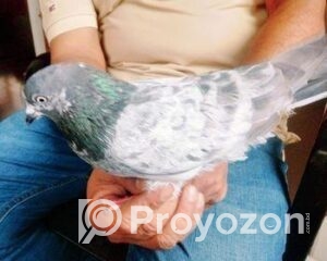 fitted-25_2025-08-07_10-40-47