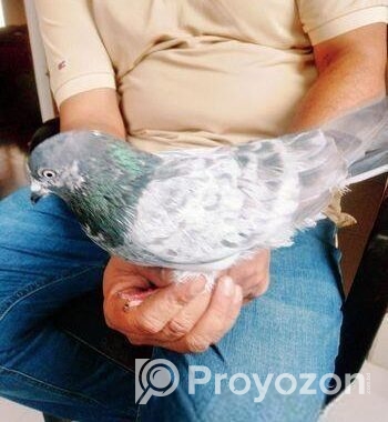 ঢাকাইয়া হাই ফ্লাইং মাদি কবুতর