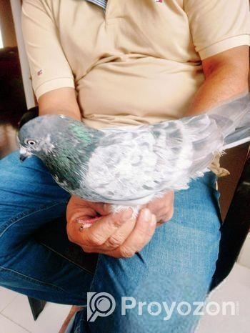 ঢাকাইয়া হাই ফ্লাইং মাদি কবুতর