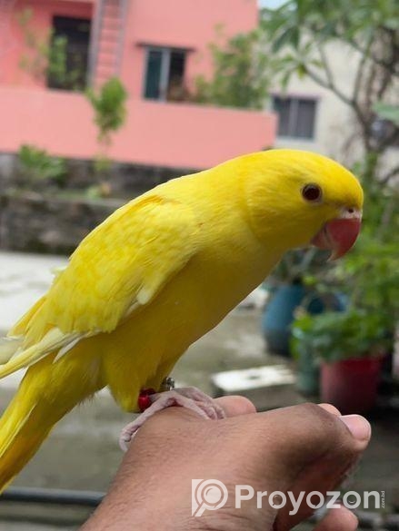 Yellow Ringneck Full Tame