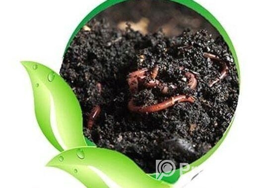 ভার্মি কম্পোস্ট সার