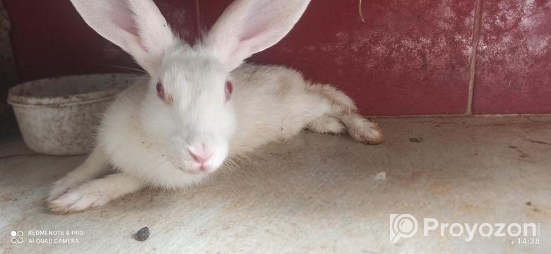 Rabbit for sale