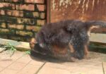 Pure Gsd And Labrador Puppy