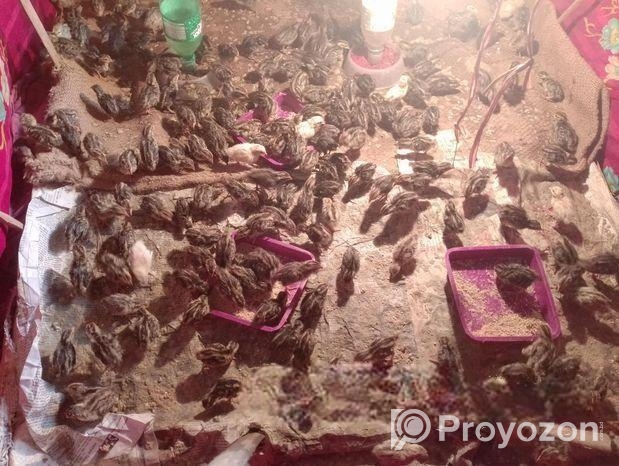 কোয়েল পাখি