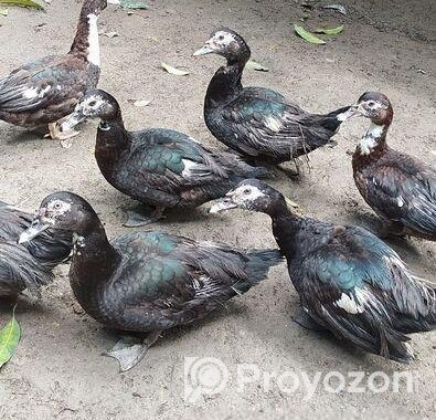 চিনা হাস। প্রাকৃতিকভাবে বেড়ে ওঠা