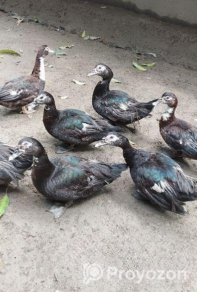 চিনা হাস। প্রাকৃতিকভাবে বেড়ে ওঠা