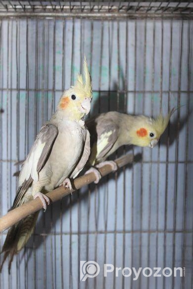 ফন ককাটেইল পেয়ার