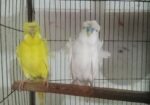 Jp, Lutino And Classic Berzika