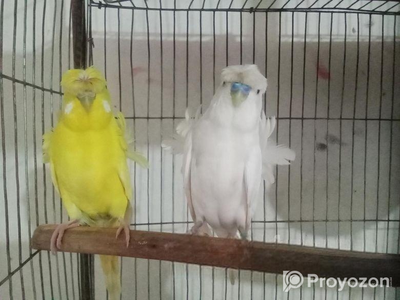 Jp, Lutino And Classic Berzika