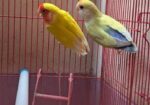 Love bird